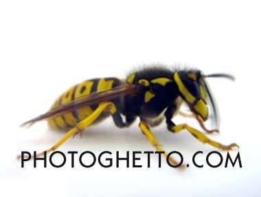 Wasp Photo Image