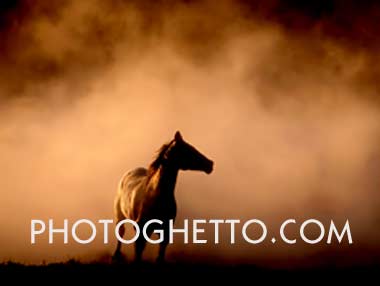 Stallion Horse Photo Image