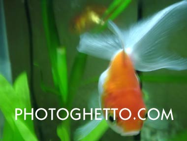 Goldfish Photo Image