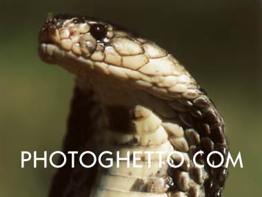 King Cobra Snake Photo Image