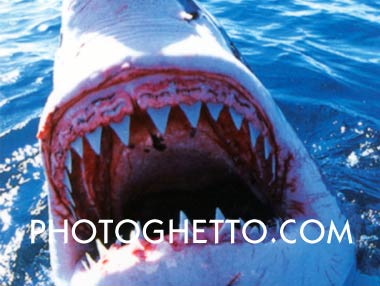 Great White Shark Photo Image