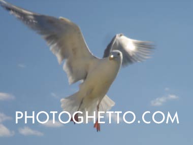 Seagull Photo Image