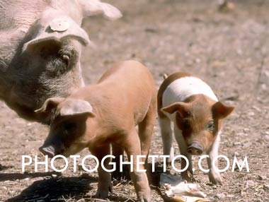Pig & Piglets Photo Image