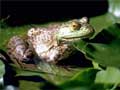 Toad Amphibian