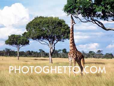 Giraffe Photo Image