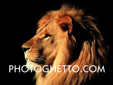 Lion Photo Image