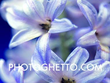 Hyacinth Photo Image