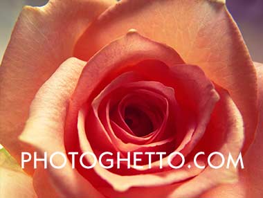 Rose Photo Image