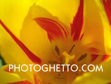 Tulip Photo Image