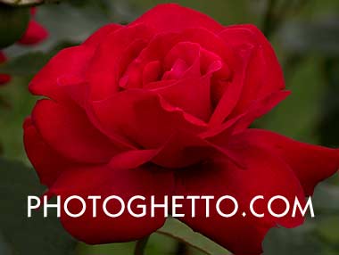 Red Rose Photo Image