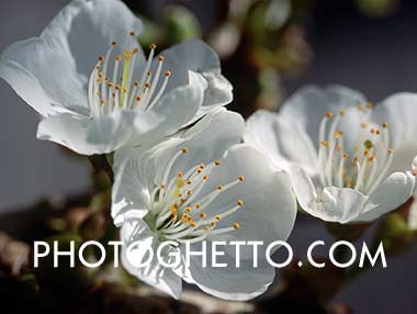Flower Tree Photo Image