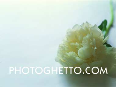 Wedding Carnation Photo Image
