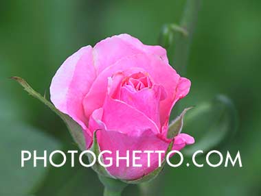 Pink Rose Bud Photo Image