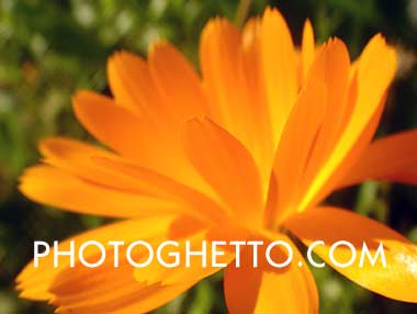 Chrysanthemum Photo Image