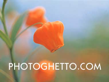 Fuchsia Photo Image