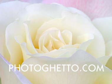 White Rose Photo Image