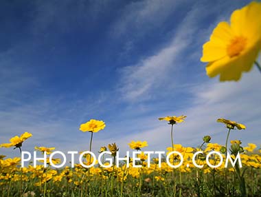 Field of Buttercups Photo Image