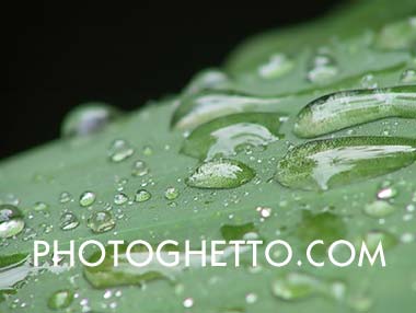 Water Drops on Leaf Photo Image