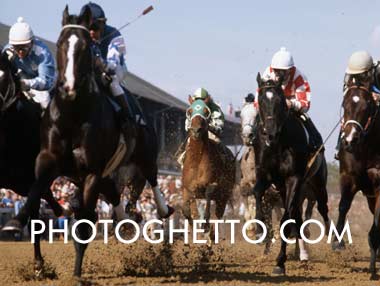 Horse Racing Photo Image